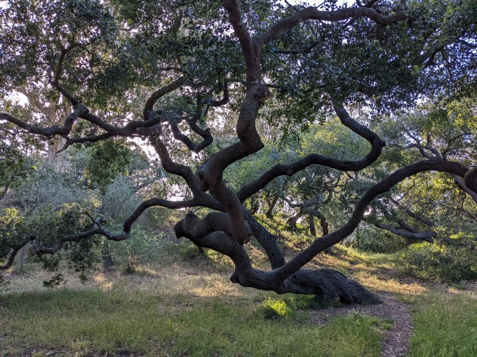 An oak tree with very twisted branches, surrounded by grass and smaller trees.