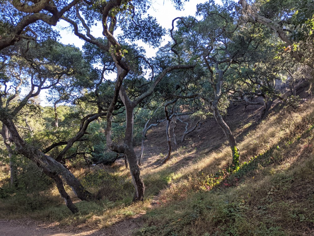 Strange and twisty trees on a hillside